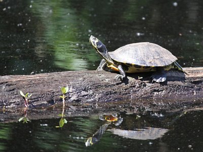 Yellowbelly Slider - Trachemys scripta scripta
