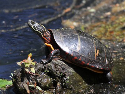 Eastern Painted Turtle - Chrysemys picta picta