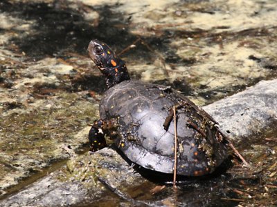 Spotted Turtle - Clemmys guttata