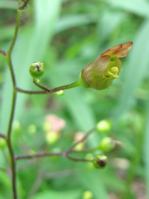 Figwort - Scrophularia marilandica