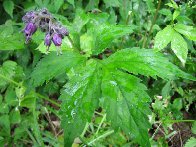Waterleaf - Hydrophyllum virginianum