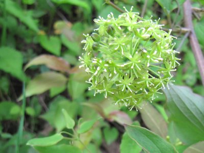 Carrion Flower - Smilax herbacea