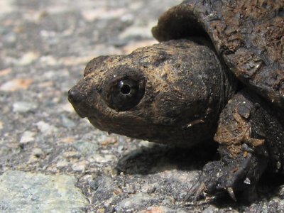 \Snapping Turtle young\