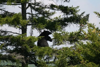 Black Bear in tree