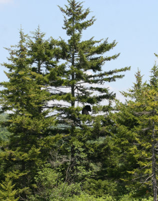 Black Bear in tree
