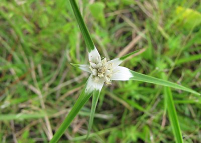 Narrowleaf Whitetop Sedge - Rhynchospora colorta