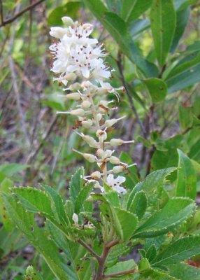 Sweet Pepperbush - Clethra alnifolia