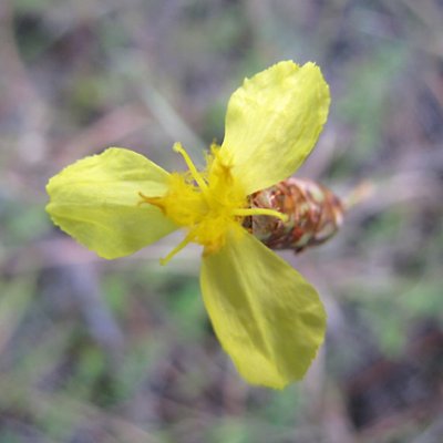 Yellow-eyed Grass - Xyris sp.