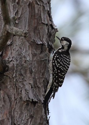 Southeastern North Carolina - 2010