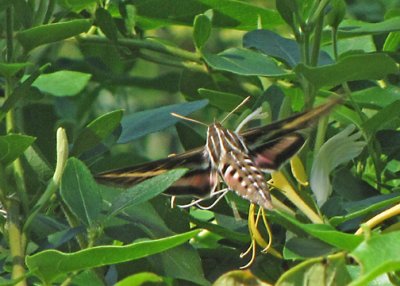 White-lined Sphinx Moth - Hyla lineata