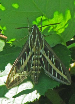 White-lined Sphinx Moth - Hyla lineata