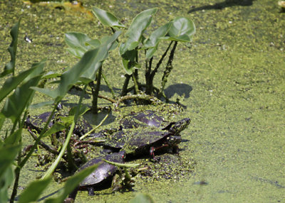 Eastern Painted Turtles - Chrysemys picta picta