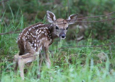 White-tailed Deer fawn - first steps