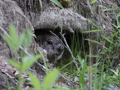 Groundhog