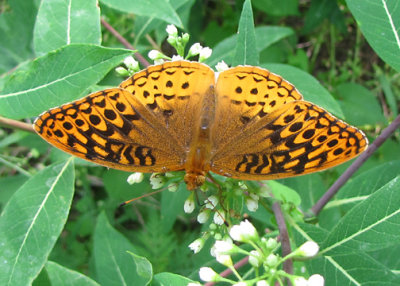 Great Spangled Fritillary