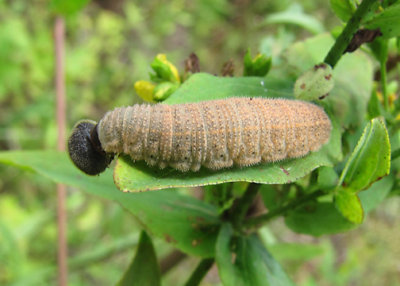  caterpillar unknown