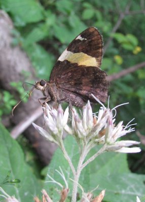 Golden-banded Skipper