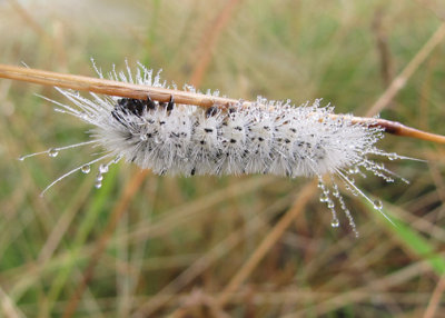 white caterpillar with black spots