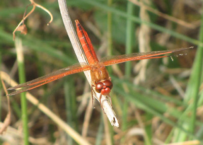 Libellula auripennis - Golden-winged Skimmer