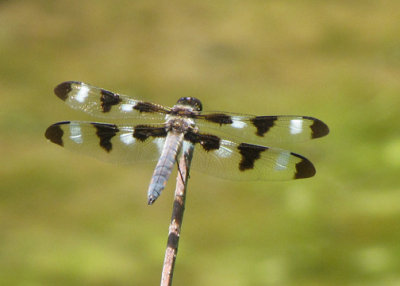 Libellula pulchella - 12-spotted Skimmer