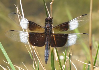 Libellula luctuosa - Widow Darner adult male