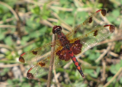 Celithemis elisa - Calico Pennant