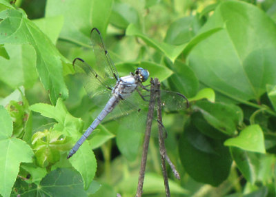 Libellula vibrans - Great Blue Skimmer