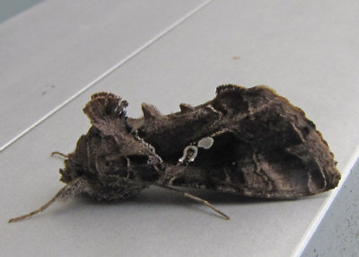 Cabbage Looper Moth - Trichoplusia ni