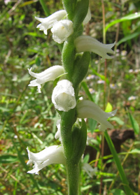 Spiranthes cernua
