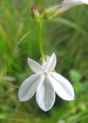 Great Blue Lobelia - white form