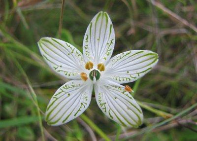 Grass-of-Parnassus - Parnassia grandifolia