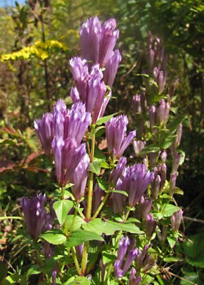 Stiff Gentian
