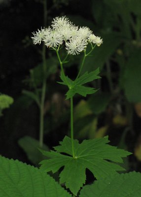 Tassel Rue - Trautvetteria carolinensis