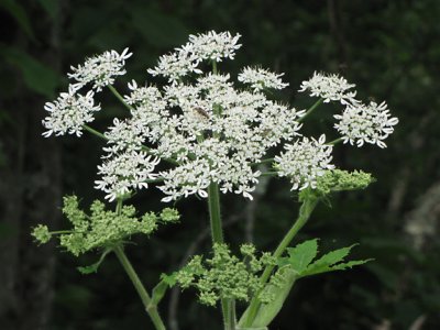 Filmy Angelica - Angelica triquinata