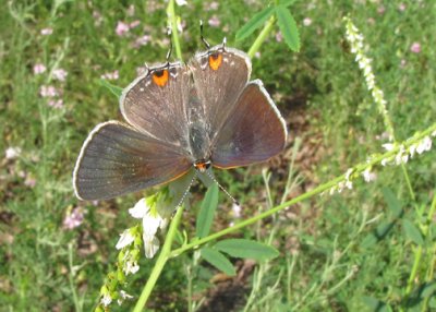 Gray Hairstreak