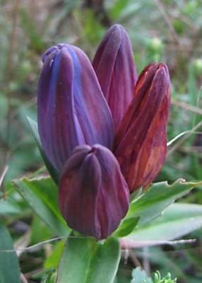 Bottle Gentian