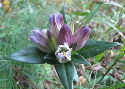 Bottle Gentian