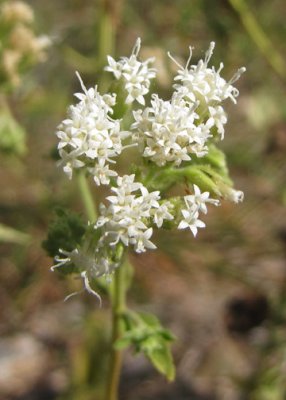 Quinine at Grassy Hill