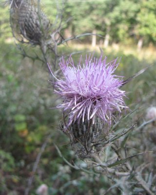 thistle in Grassy Hill powerline cut