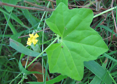 Creeping Cucumber - Melothria pendula