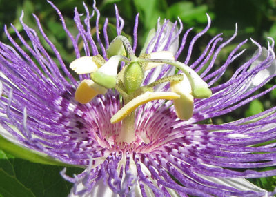 Passion Flower