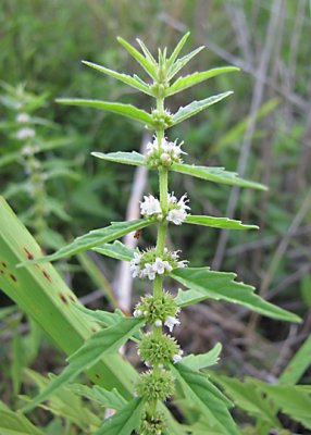 Water Horehound - Lycopus virginicus
