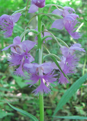 Platanthera shriveri - Shrivers frilly orchid