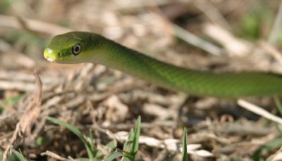Rough Green Snake - Opheodrys aestivus
