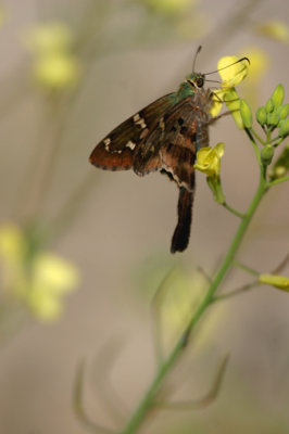 Long-tailed Skipper