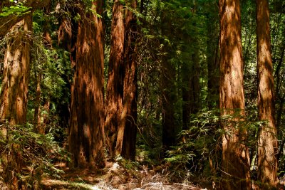 Muir Woods