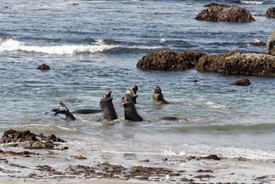 N. Elephant Seals - Mirounga angustirostris