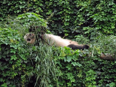 Panda House
