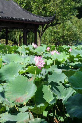 Lotus in the Breeze at the Winding Courtyard