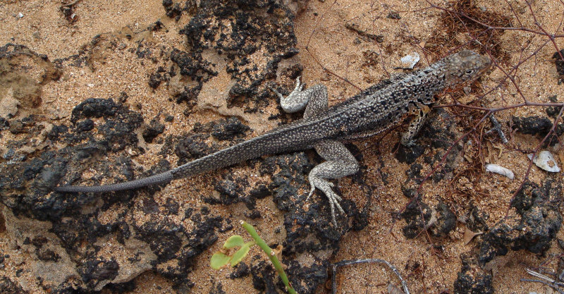 Lava Lizard, Male, Bartolome